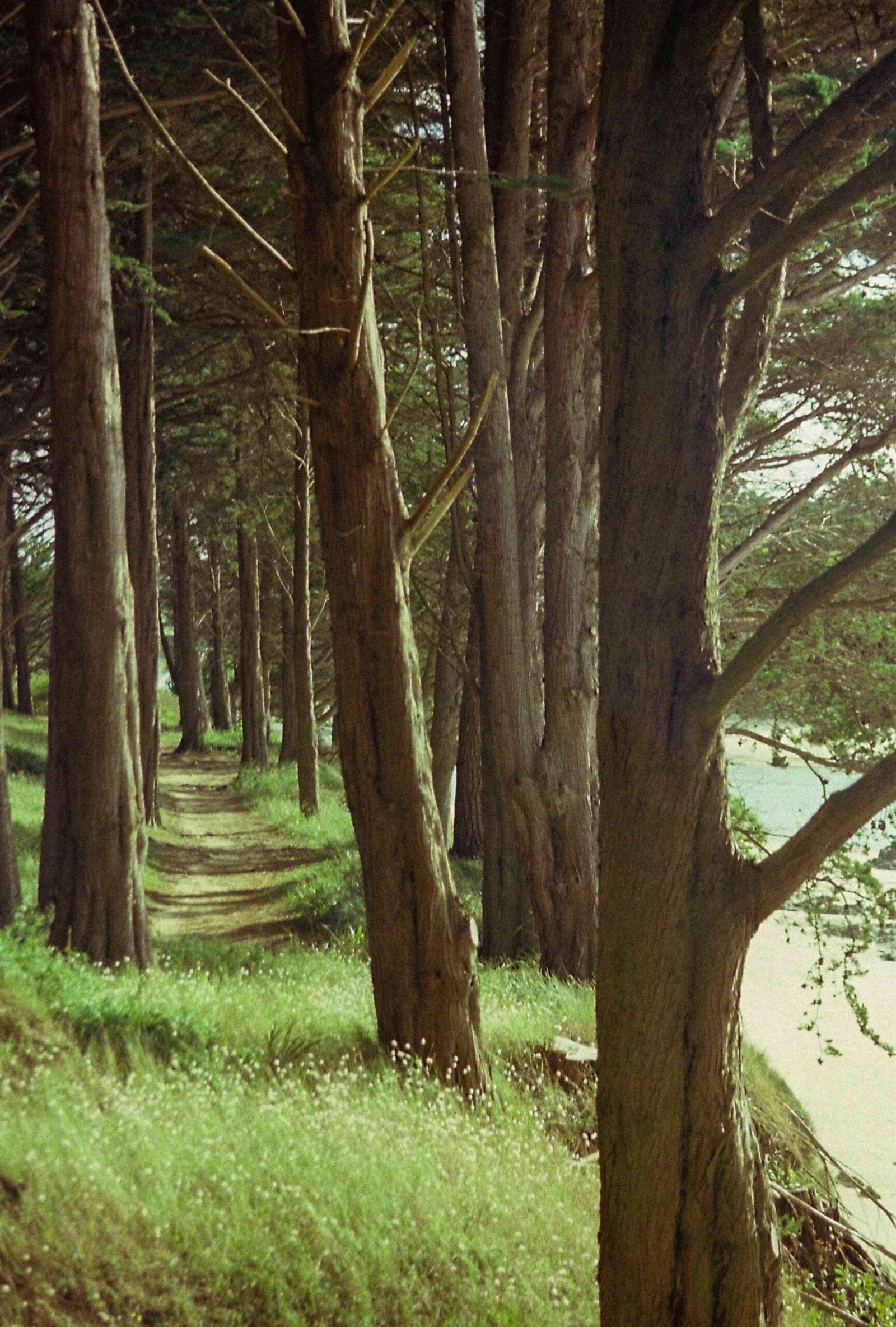 Plestin les Grèves, France • Nikon FG20 + Cinestill 400D